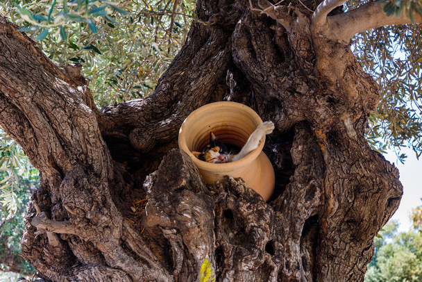 Straßenkatze schläft in einem Krug auf einem Olivenbaum im Garten des Stella-Maris-Klosters auf dem Berg Karmel in der Stadt Haifa im Norden Israels - Foto, Bild