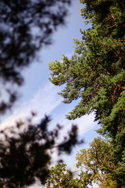 De groene bomen boven in de bosblauwe lucht en de zonnestralen die door bladeren schijnen. Onderaanzicht. - Foto, afbeelding