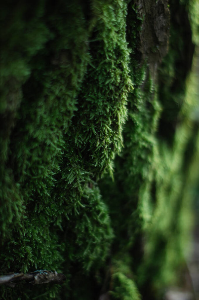 Macro closeup cyan lichen in green moss. Shallow focus - Фото, изображение