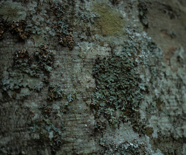 Tree detail texture photo  - Photo, Image
