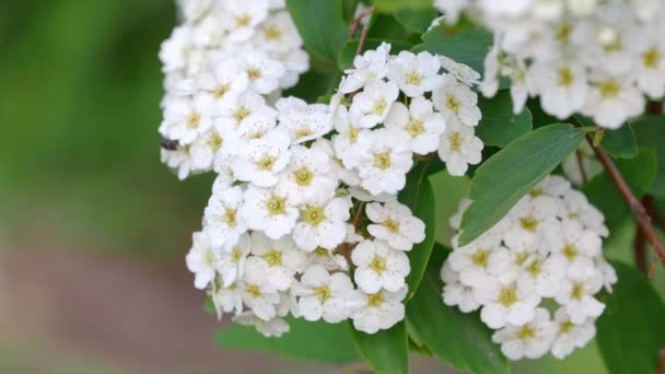 Espiraea Blanca (Espiraea) espesa. Hermoso Bush blanco de primavera sobre un fondo borroso. Flor verde y blanca. Pequeñas flores blancas perennes. Flor de la novia
 - Imágenes, Vídeo