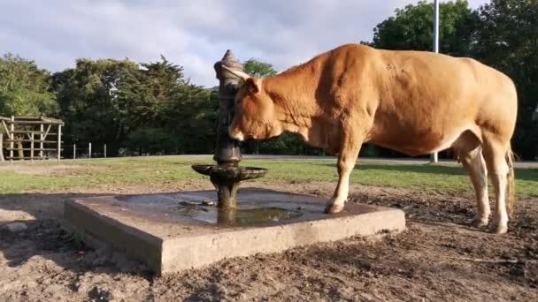 Αγελάδα πίνει νερό από το σιντριβάνι μόνη της. Πατώντας το κουμπί με το κεφάλι - Πλάνα, βίντεο