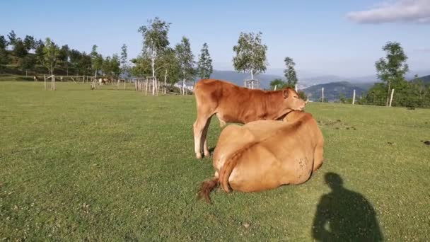 Vasikan laiduntaminen niityllä lehmän lepääessä niityllä - Materiaali, video