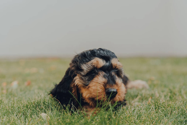 Крупный план портрет двухмесячного щенка Кокапу, лежащего и отдыхающего на траве в саду, смотрящего в камеру, избирательного фокуса
. - Фото, изображение