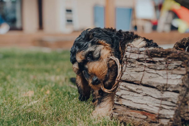 Desajeitado cachorrinho Cockapoo de dois meses mastigar uma casa de pássaro de madeira no jardim, foco seletivo
. - Foto, Imagem