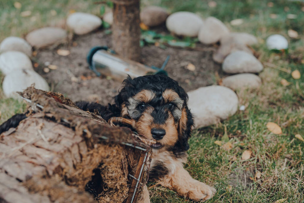 Дерзкий двухмесячный щенок Кокапу жует деревянный птичий домик в саду, избирательный фокус
. - Фото, изображение