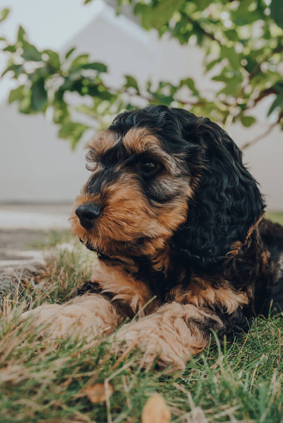 Retrato de un cachorro de dos meses de edad Cockapoo relajarse en una hierba en el jardín, mirando a un lado, enfoque selectivo en los ojos
. - Foto, imagen