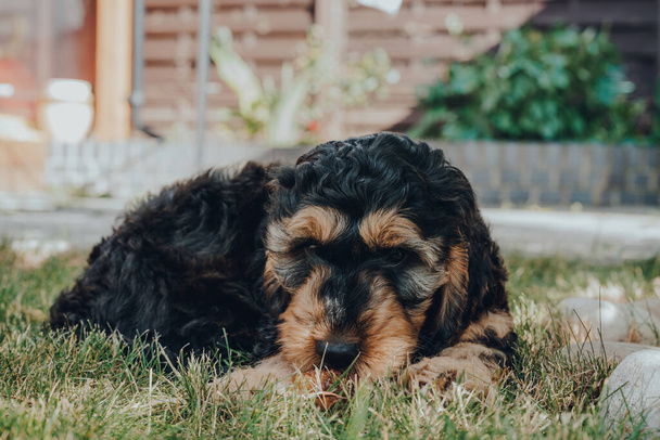 Дерзкий двухмесячный щенок Кокапу расслабляется на траве в саду, смотрит в камеру, избирательно фокусируется
. - Фото, изображение