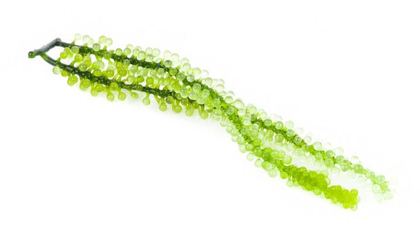 Sea grapes ( green caviar ) seaweed on white background - Фото, изображение