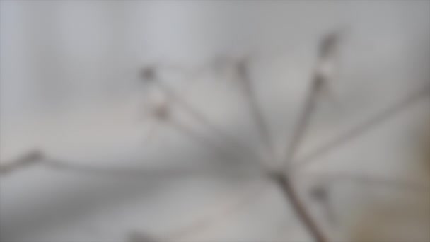 Unscharfer Hintergrund. Trockenes Gras bewegt sich im Wind im verschwommenen grauen Hintergrund - Filmmaterial, Video