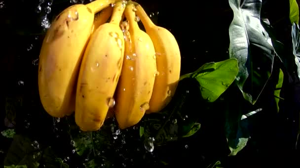 Ένα μάτσο μπανάνες πλένονται σε αργή κίνηση σε ένα μπολ με νερό σε αργή κίνηση. Γκόπρο.. - Πλάνα, βίντεο