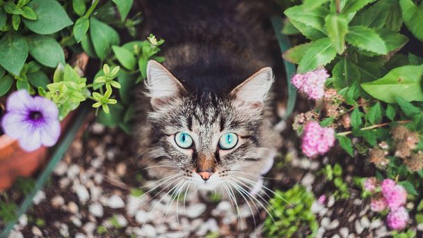 家庭菜園の花壇に座っているふわふわのタビー猫のトップビュー。公園内の自然の中で歩くペット - 写真・画像