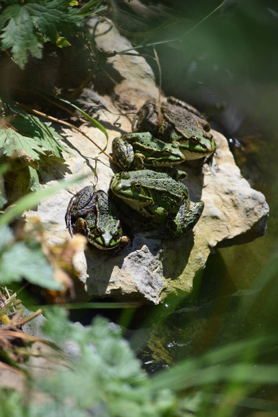 varias ranas comparten un rincón soleado
 - Foto, Imagen