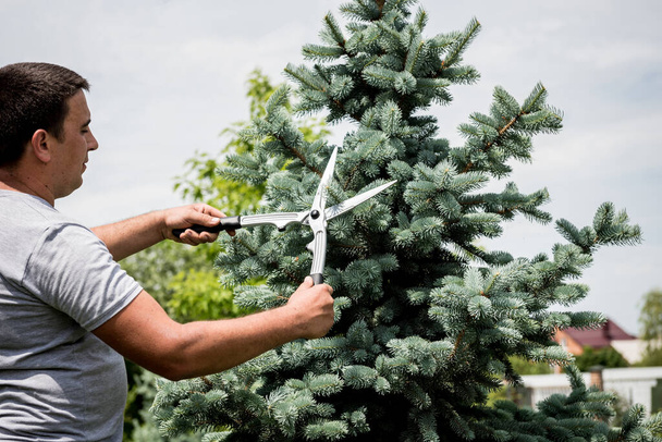 Professional gardener pruning a tree with garden scissors - Fotografie, Obrázek