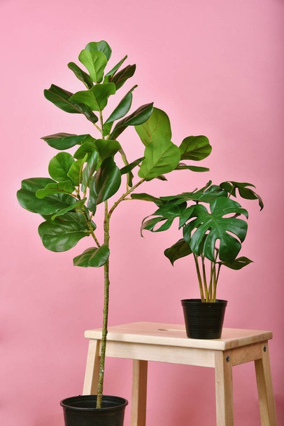Künstliche Pflanze, Geige Blatt Feigenbaum und Monstera gepflanzt schwarzen Topf auf rosa Hintergrund, Indoor tropischen Baum für Haus und Büro Dekoration. - Foto, Bild