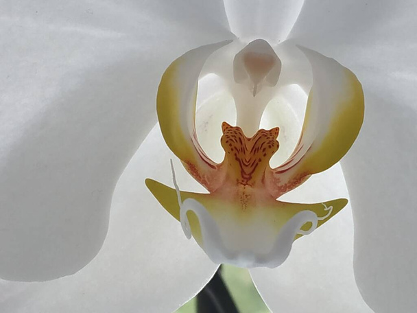 Zozuliantsev oder Orchidaceae (Orchidaceae) - die Heimat der einjährigen terrestrischen oder epiphytischen (in den Tropen) krautigen Pflanzen - Foto, Bild