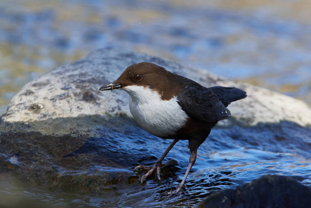 White-throated dipper in spring in saxon in the river spree - Photo, Image