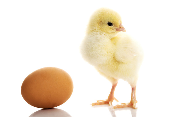 One small yellow separated chicken and egg. - Fotografie, Obrázek