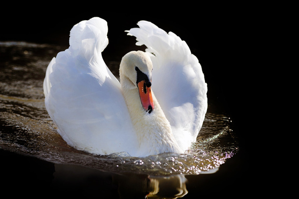Лебедь - Фото, изображение