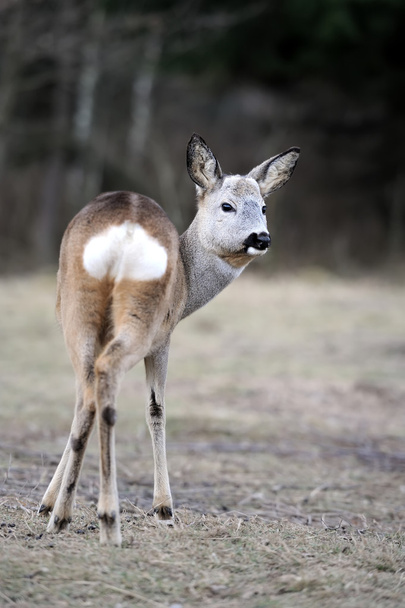 Deer - Photo, Image