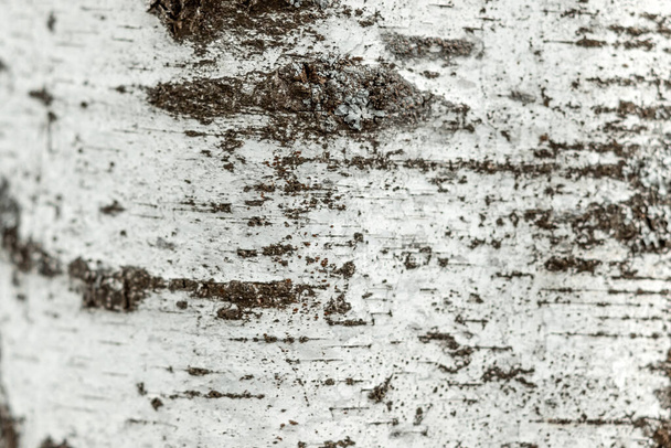 Birch tree bark texture, white floral background - Фото, изображение