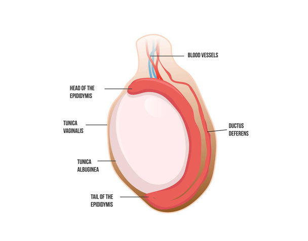 Anatomía testicular normal. Ilustración del vector testicular humano. Ilustración del testículo aliong con el escroto y epidídimo
 - Vector, imagen