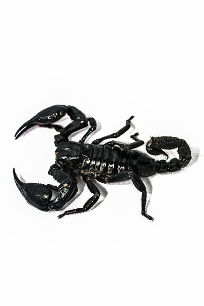 Skorpion na białym tle postać Azji południowo-wschodniej - Zdjęcie, obraz