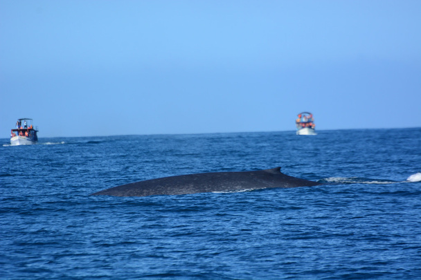 Grandes ballenas azules en el océano profundo
 - Foto, imagen