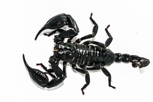 Scorpion απομονωμένες μορφή Νοτιοανατολική Ασία - Φωτογραφία, εικόνα