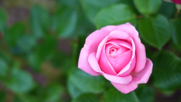 Aphrodite hybrid tea rose in english garden, A beautiful single mid pink rose with medium fragrance, Charming pink flowers for Summer to Autumn - Footage, Video