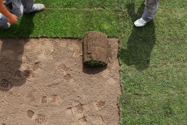 Paisagista instalar novos relvados de grama a partir de um rolo. Jardim edifício tema
 - Foto, Imagem