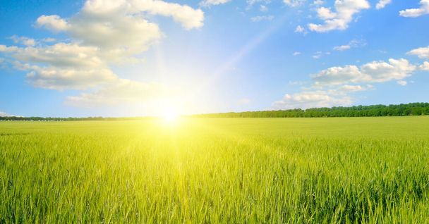 Green field, sun and sun on blue sky. Agricultural landscape. Wide photo. - Foto, afbeelding