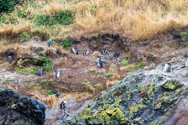Pinguini magellanici (Spheniscus magellanicus) nell'area protetta Monumento Nacional Islotes de Punihuil sull'isola di Chiloe, Cile - Foto, immagini