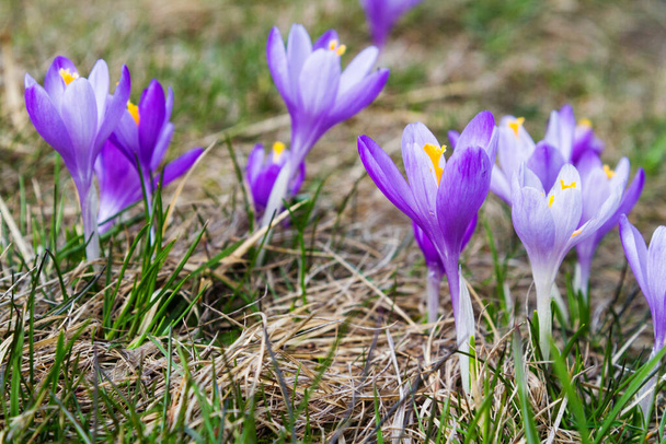 Crocus flowers on a mountain meadow in Beskidy mountains, Poland - Photo, Image