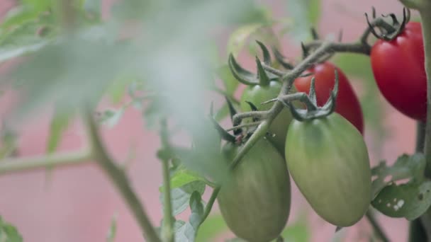 primo piano di pomodori che crescono su vite - Filmati, video
