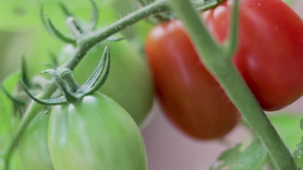 крупним планом помідори, що ростуть на лозі
 - Кадри, відео