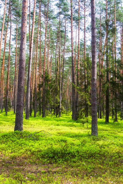 Tavaszi fenyőerdő Roztocze (Roztochia), Roztoczanski Park Narodowy (Roztocze Nemzeti Park), Lengyelország - Fotó, kép