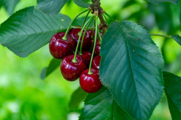 New harvest of big dark ripe sweet cherries on cherry trees plantation in Netherland - Photo, Image