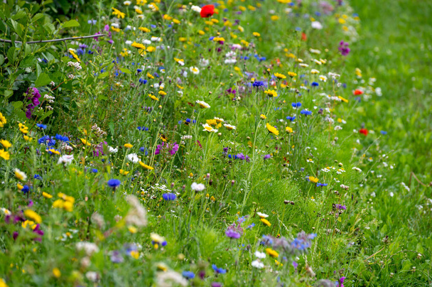 Bunte Blüte von Wildblumen auf Sommerwiesen, Bio-Honigproduktion, Naturhintergrund - Foto, Bild