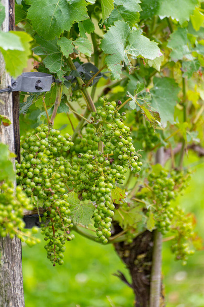 Влітку на голландському винограднику молоді зелені виноградні грона звисають і дозрівають на виноградних рослинах. - Фото, зображення