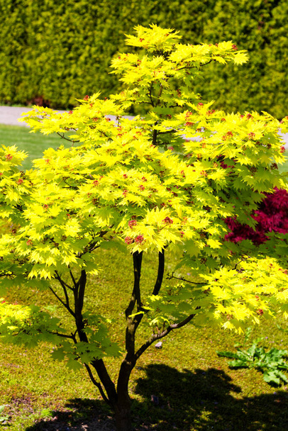 Starý a malý japonský javor se žlutými listy - Fotografie, Obrázek
