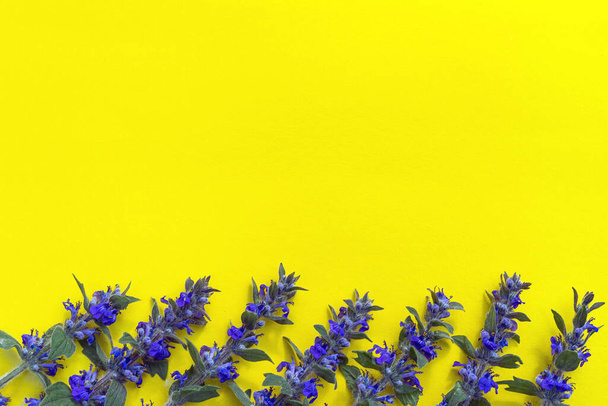 Champ bleu vif fleurs dans une rangée sur le fond jaune. Floraison de fleurs sauvages. Pose plate. Arrière-plan, carte postale, bannière, espace de copie, gros plan, vue du dessus - Photo, image