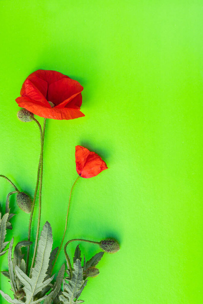 Flores de papoula vermelho brilhante isoladas no fundo verde vertical. Close-up, vista superior, flat lay, espaço de cópia. Papel de parede, cartão postal, banner, cartão de saudação, decoração, cartaz
 - Foto, Imagem