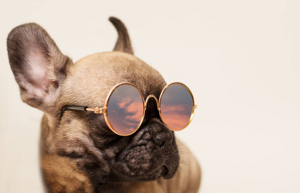 Portrait of Adorable French Bulldog puppy in sunglasses. Pet on Vacation concept. - Fotoğraf, Görsel