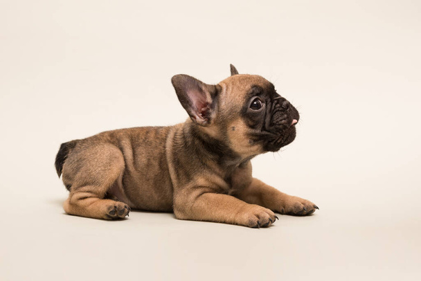 Adorable French Bulldog puppy beige color. Cute little puppy. - Photo, image
