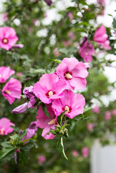 Virágzó Rózsaszín Hibiszkusz fa. Fényes rózsaszín hibiszkusz virág (Hibiscus rosa sinensis)) - Fotó, kép