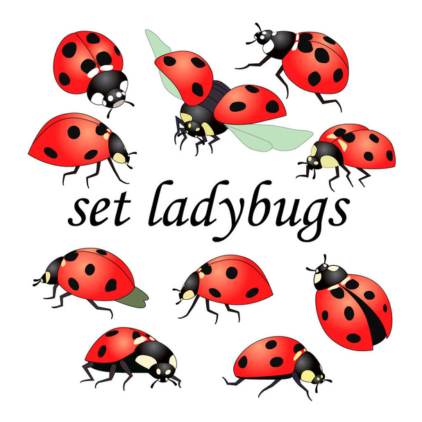  serie di disegni vettoriali, un'immagine di scarabei rossi, isolati su uno sfondo bianco - Vettoriali, immagini