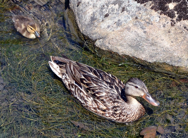 Mallard or wild duck mother and babies are dabbling duck which breeds throughout the temperate and subtropical Americas, Eurasia, and North Africa - Photo, Image