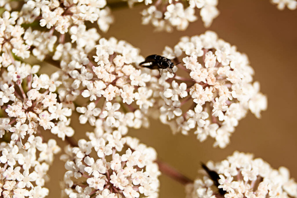 Hyönteiset syövät siitepölyä valkoisia kukkia, makro valokuvaus, yksityiskohdat, musta, eri - Valokuva, kuva
