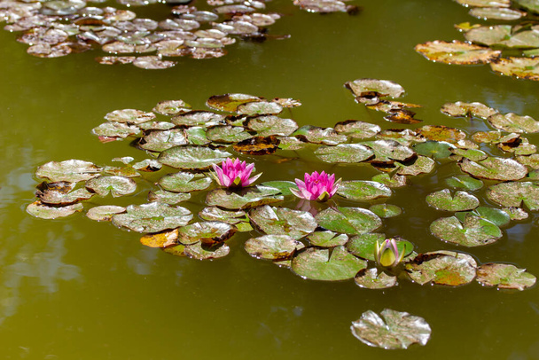 静かな池に浮かぶ紫色のユリの花(キンポウゲ科)の姿を間近で見られ、丸い緑の葉に囲まれています。 - 写真・画像